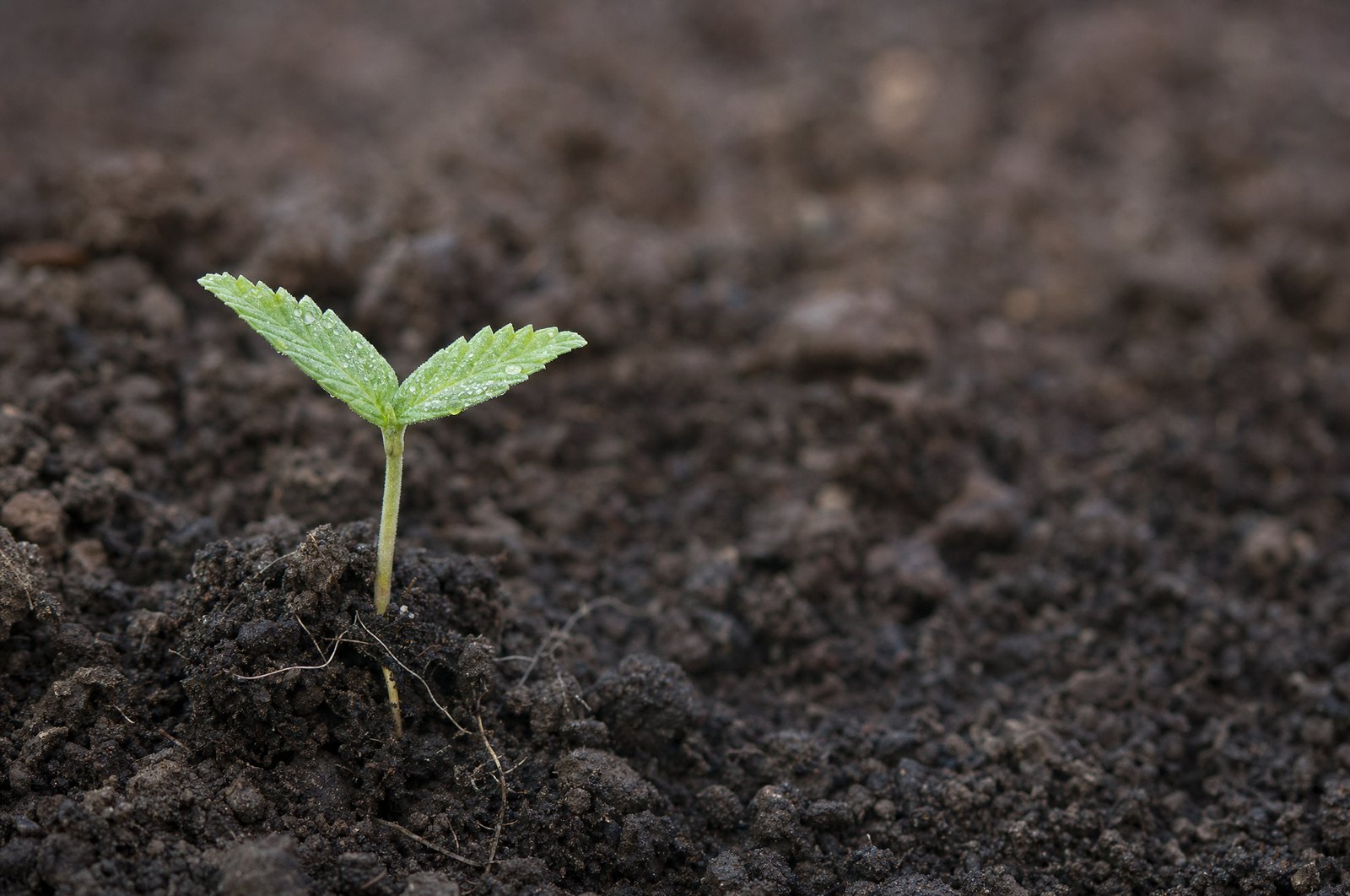 A hemp seedling pushing through freshly turned soil