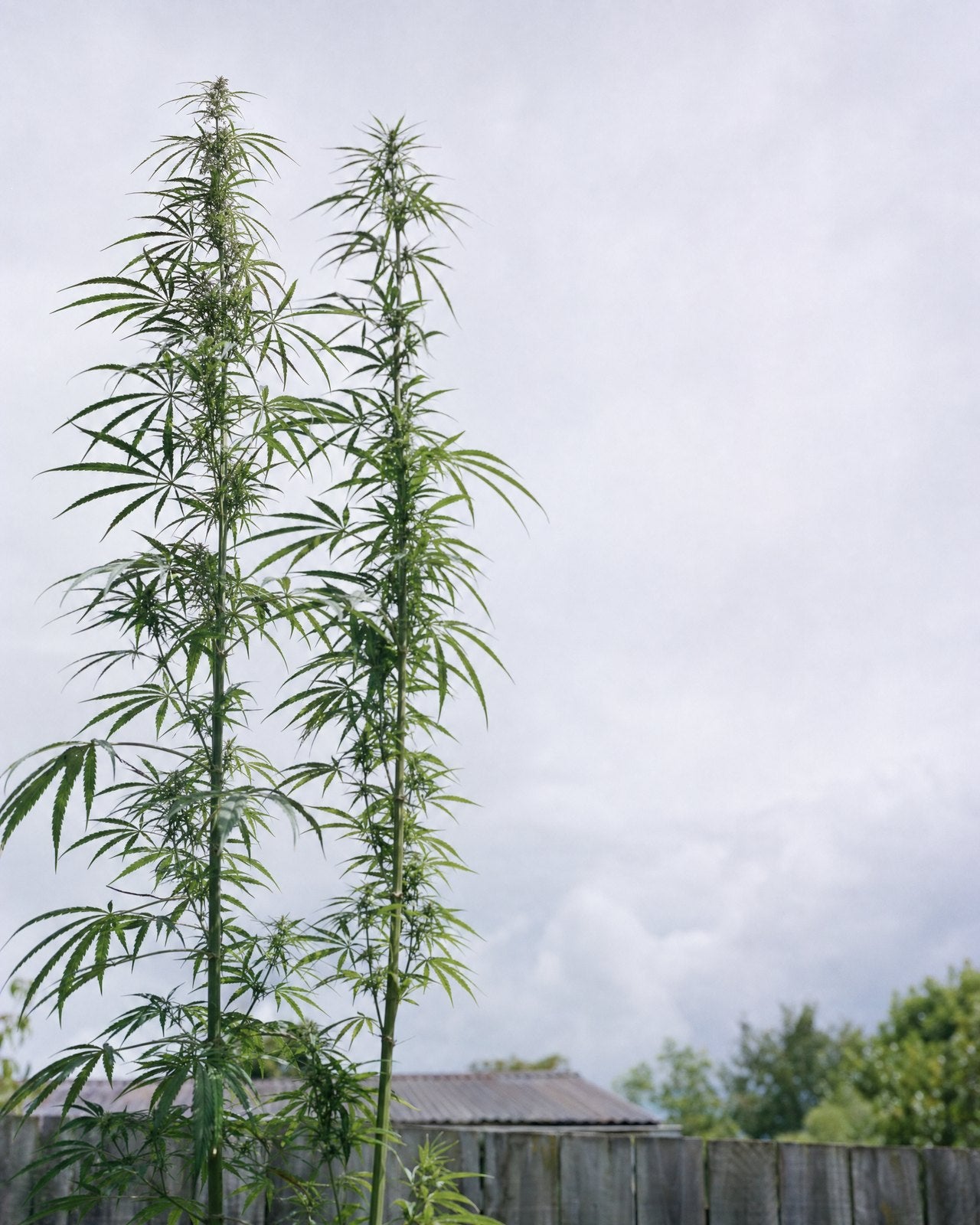 Two tall hemp plants in a back garden against an overcast sky