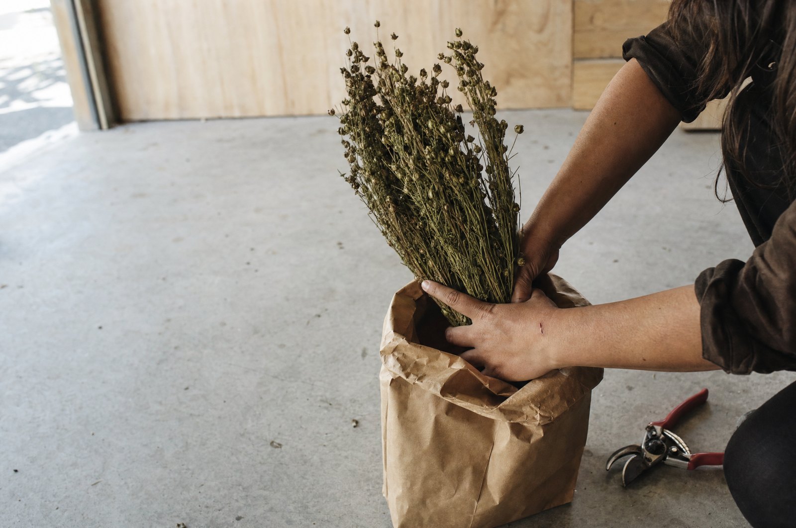Cut hemp seed heads being lowered into a paper sack