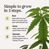 Hemp Growing Seeds