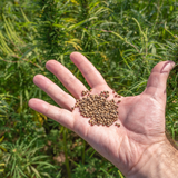 Hemp Growing Seeds