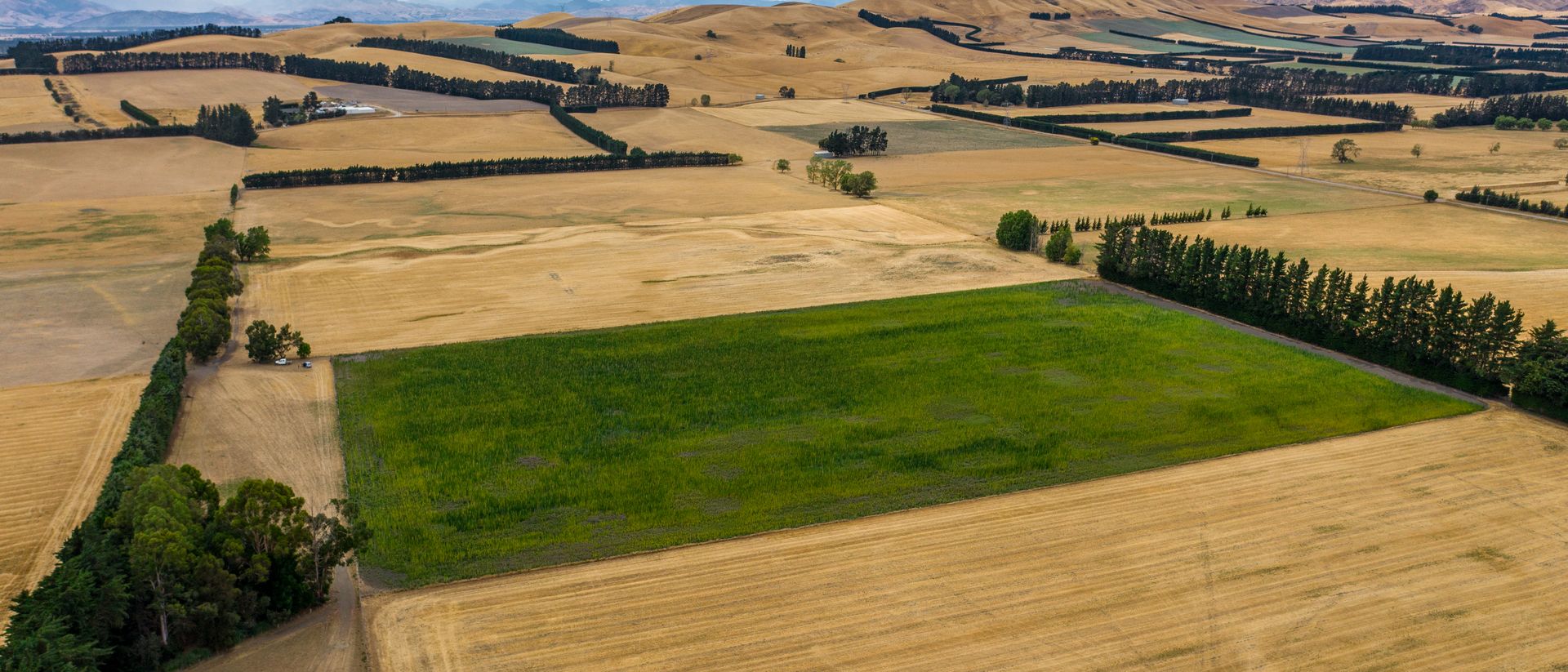 Aerial view of the family farm - shelterbelts and the green hemp block on the Canterbury plains