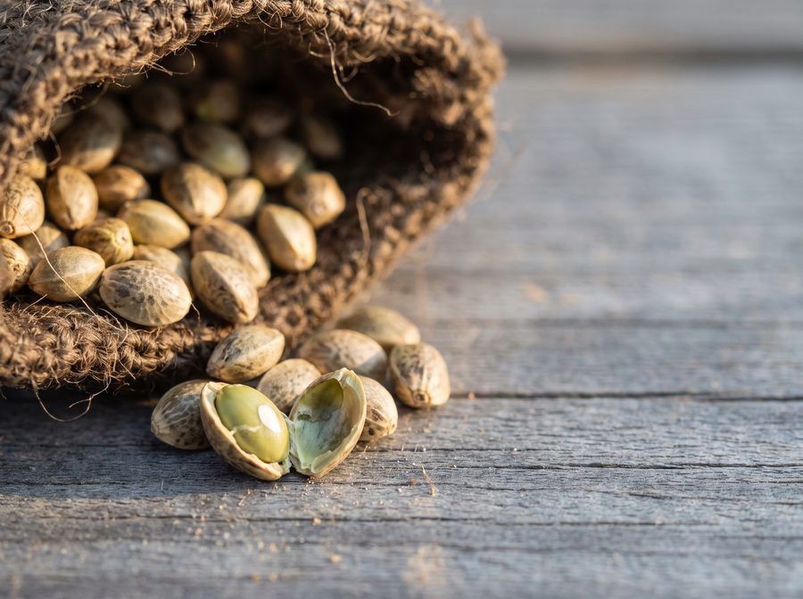 Raw hemp seeds spilling from a hessian sack, one split showing the pale heart
