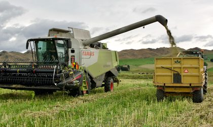 Combine harvester bringing in the hemp crop