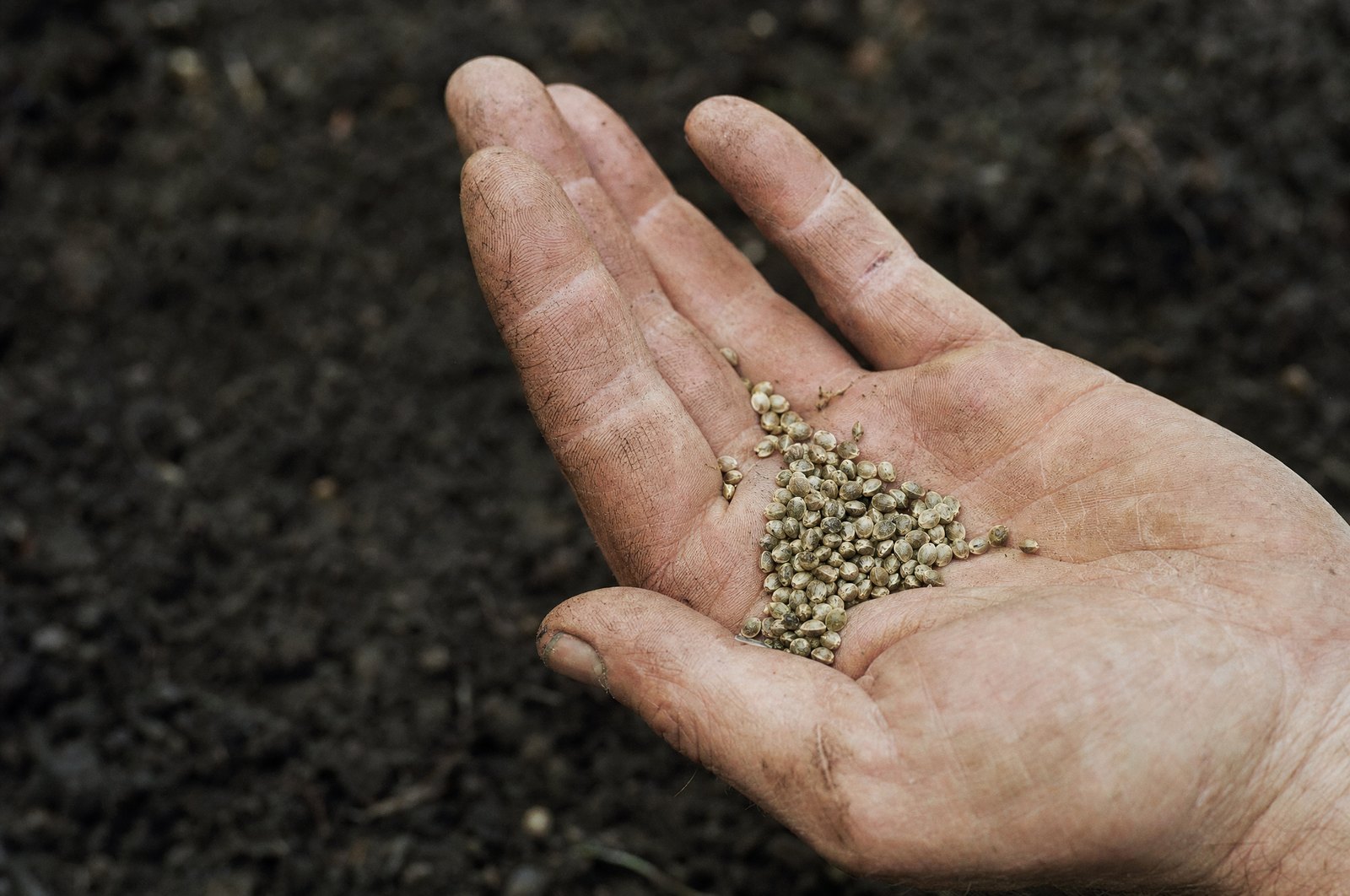 A handful of hemp seed in an open palm