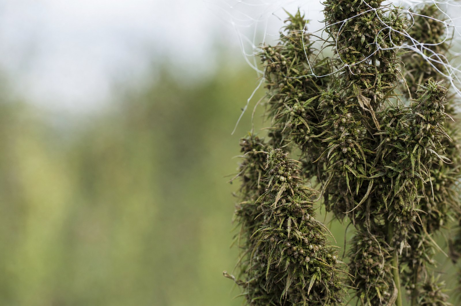 Mature hemp seed heads in late summer