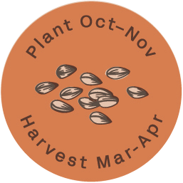 Plant Oct–Nov, harvest Mar–Apr seed medallion